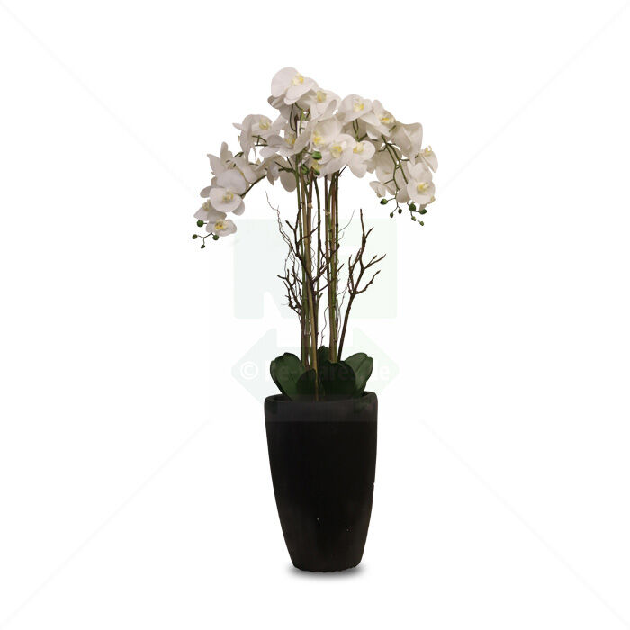 Phalaenopsis Arrangement 120cm weiss mit Vase
